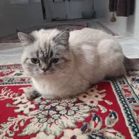 بچه گربه نژاد اسکاتیش هیمالین