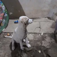 واگذاری سگ|سگ|گوراب زرمیخ, |دیوار