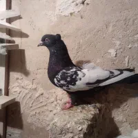 سرته|پرنده|خرمآباد, |دیوار