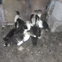 اردک اسراییلی|حیوانات مزرعه|سیمین شهر, |دیوار