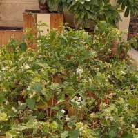 خدمات باغبانی و دکوراسیون،نصب چمن مصنوعی