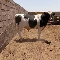 فروش یک عدد جوانه