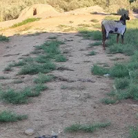 شادگان روستای عبودی