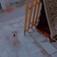 سگ خونگی|سگ|تایباد, |دیوار