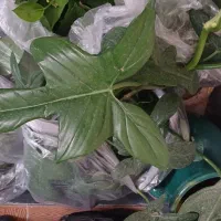 گیاه مقاوم و رونده پنجه کلاغی|گل و گیاه طبیعی|قم, چهل درخت‎|دیوار