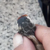 سهره ماده|پرنده|تهران, هرندی|دیوار