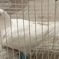 سلام