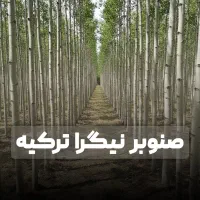 فروش نهال صنوبر با پلن پلکانی ویژه + ۱۰٪ نهال هدیه