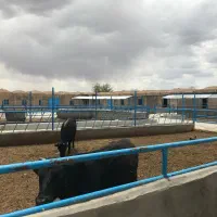 فروش گاوداری مجوزدار در میمه اصفهان|فروش دفتر صنعتی، کشاورزی، تجاری|میمه, |دیوار