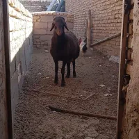 بره قوچی همو|حیوانات مزرعه|زاوه, |دیوار