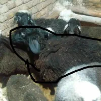 گوسفند۰|حیوانات مزرعه|قزوین, |دیوار