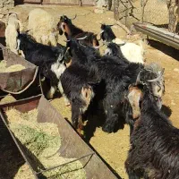 گوسفند پروار بزغاله کاور و قوچ|حیوانات مزرعه|ایلام, |دیوار