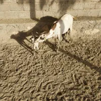 فروش دام بز و گوسفند