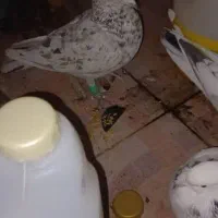 جفت پرشی با سرور ماوضه با طوقی نر|پرنده|ایذه, |دیوار