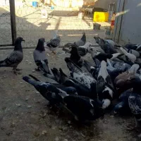 کبوتر مسافتی و پرشی|پرنده|خوی, |دیوار