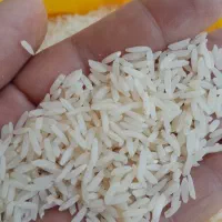 برنج کشت دوم طارم امرالهی ملکشاه