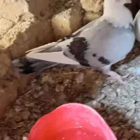 کبوتر