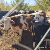 تعدادی گوساله و گاو