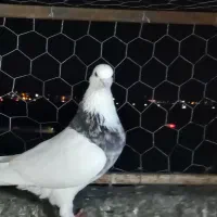 طوقی هفت رنگ