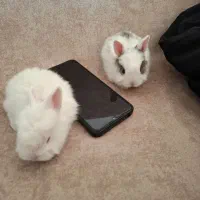 خرگوش|موش و خرگوش|قیدار, |دیوار