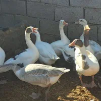 غاز|حیوانات مزرعه|شوشتر, |دیوار
