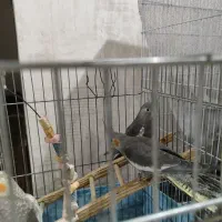 عروس هلندی (۴عدد)