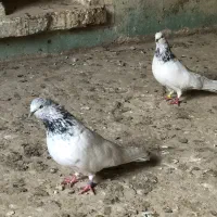 یه جفت کفتر کله دار