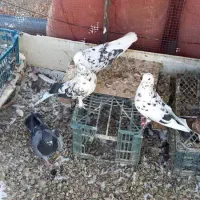 کبوتر تهرانی و پاکستانی|پرنده|مرند, |دیوار