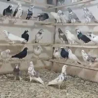 کبوتر|پرنده|کوهدشت, |دیوار