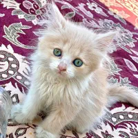 گربه|گربه|بانه, |دیوار