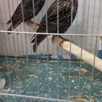 فروش یک جفت سار مینا