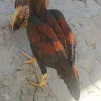 جوجه لاری|حیوانات مزرعه|مریوان, |دیوار