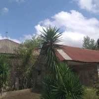 گل یوکا۳متری