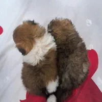 سگ توله پامر همراه باپدرمادر|سگ|مشهد, هنرستان|دیوار