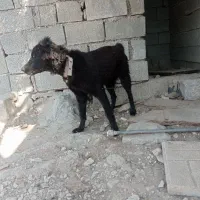 توله نر و لاس