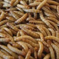 کرم و سوسک میلورم زنده و خشک