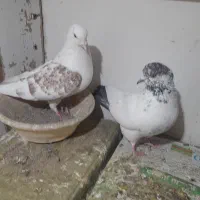 کفتر|پرنده|یزد, |دیوار