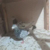 کفتر