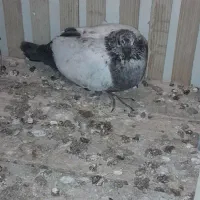 گمشده کبوتر کله دم سبز،دسپری|پرنده|شاهین‌شهر, نبوت|دیوار