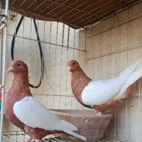 کبوتر زینتی (اهوازم)|پرنده|تهران, جوادیه|دیوار