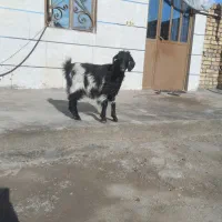 بزغاله ماده کیلو هم میدم