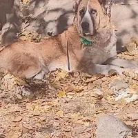 واگذاری ماده خراسانی|سگ|کوهسار (البرز), |دیوار