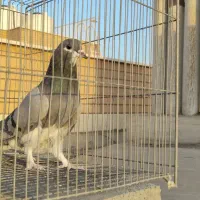 بدرنگ ماده  خرقه 12ماهه آماده جفت|پرنده|اصفهان, عسگریه|دیوار