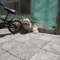 سگ پا کوتاه 2تومن