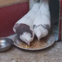 یه جفت طوقی