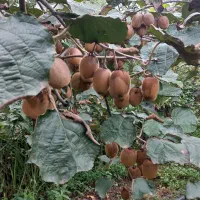 فروش کیوی|عمده‌فروشی|کومله, |دیوار