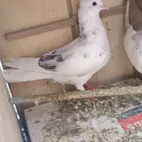 جوجه سار