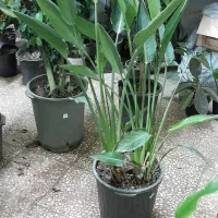 گل پرنده بهشتی هیدج ام