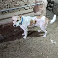 سگ گله|سگ|اراک, |دیوار