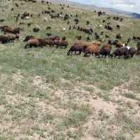 میش آبستن به شکم 3وم